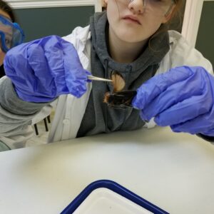 biology dissections camp august 24 28 daily